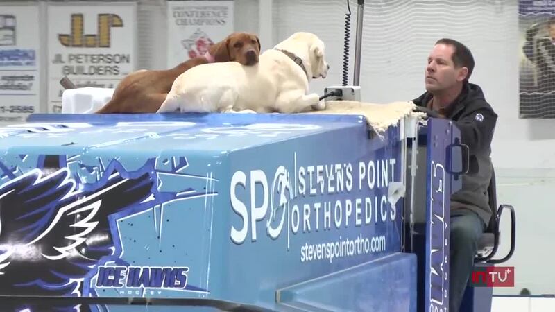 Along for the Ride: Penny & Jersey join this man each day as he resurfaces Wisconsin ice rink