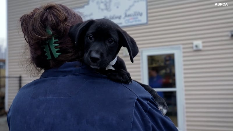 Geography plays a role in overwhelmed animal shelters
