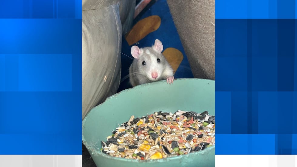 More than 100 pet rats were found in parked cars in Eugene last month.