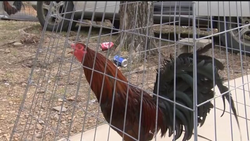 Man sentenced to prison for Amarillo cockfighting ring dismantled by Feds