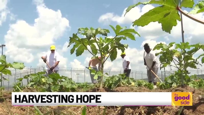 Restorative justice feeds more than the soul in this garden