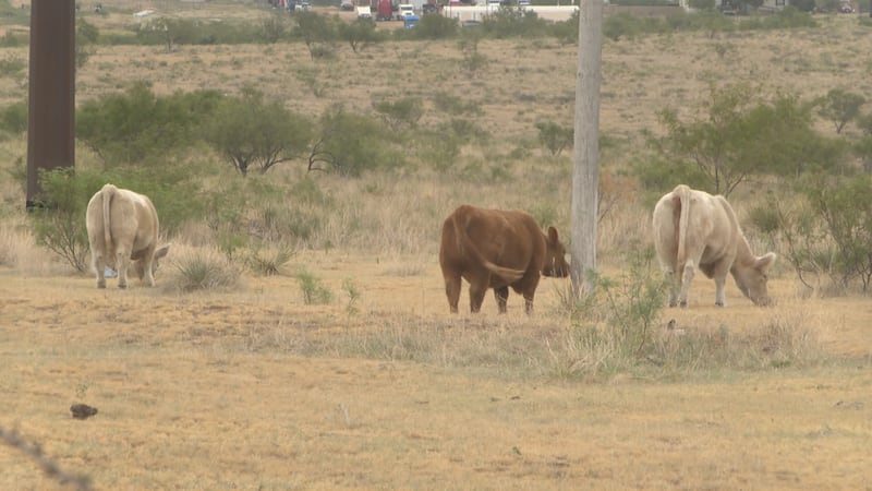 Panhandle agriculture advocates are warning about fake listings on social media platforms that...