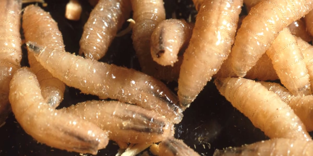 Texas Panhandle cattle industry steps up response to screwworm threat