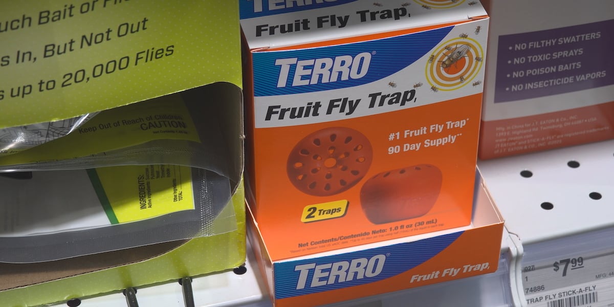 Fly Drive Mlb Fruit fly numbers rise in Panhandle as weather changes