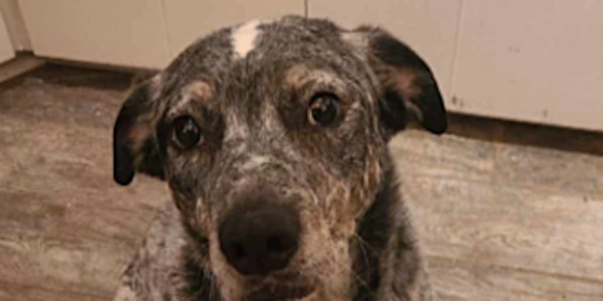 Pets missing, owners want answers Pets missing, owners want answers