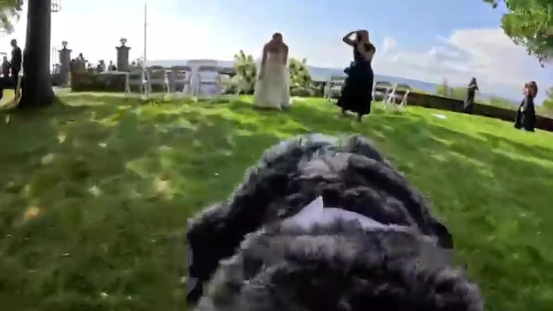 A GoPro strapped to a bride's dog captured moments the couple didn’t know were filmed....