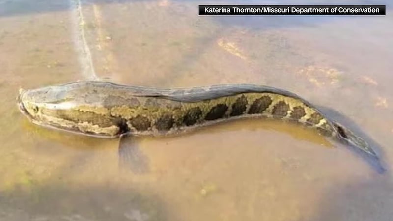 People are being encouraged to destroy the invasive northern snakehead.